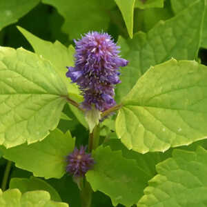 AGASTACHE rugosa 'Golden Jubilee'