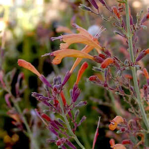 AGASTACHE rupestris