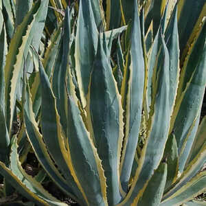 AGAVE americana 'Variegata'