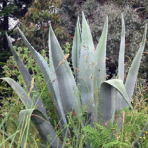 AGAVE americana