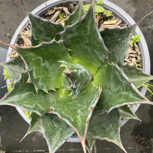 AGAVE montana