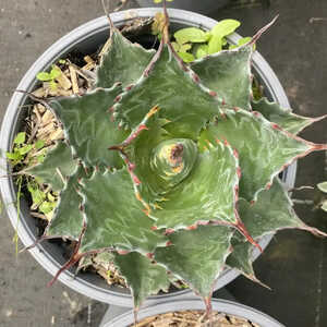 AGAVE montana