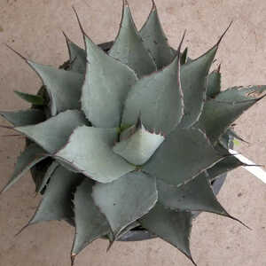 AGAVE parryi subsp. neomexicana