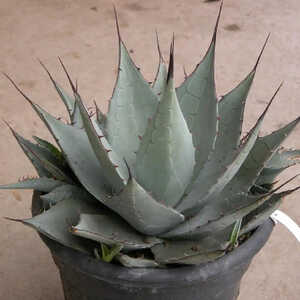AGAVE parryi subsp. neomexicana