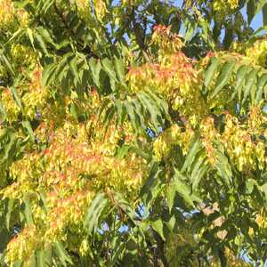 AILANTHUS altissima (= glandulosa)