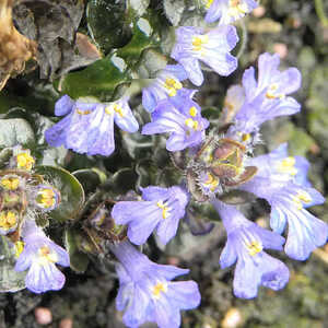 AJUGA pyramidalis 'Metallica Crispa'