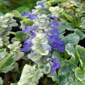 AJUGA reptans 'Arctic fox'