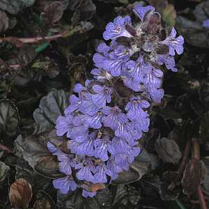 AJUGA reptans 'Black Scallop'