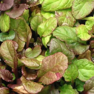 AJUGA reptans 'Catlin's Giant'