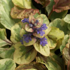 AJUGA reptans 'Golden Glow'