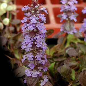 AJUGA reptans 'Metallica'