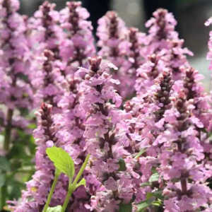 AJUGA reptans 'Pink Torch'