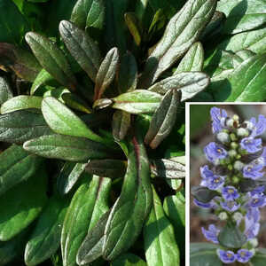 AJUGA tenorii 'Valfredda'