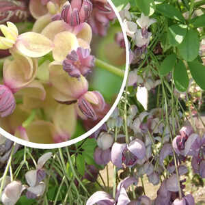 AKEBIA quinata ‘Silver Bells’