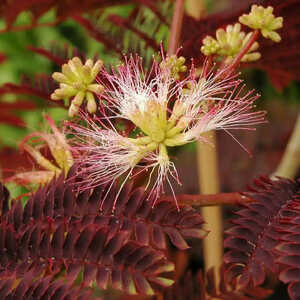 ALBIZIA julibrissin 'Summer Chocolate'