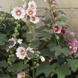 ALCEA ficifolia