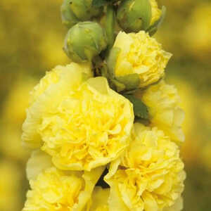 ALCEA rosea Chater's Double jaune
