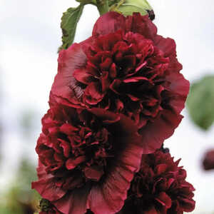 ALCEA rosea Chater's Double pourpre