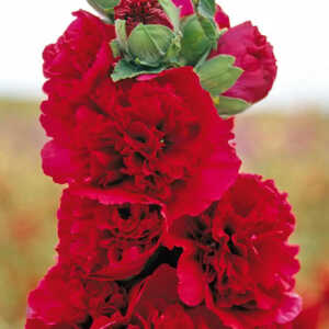 ALCEA rosea Chater's Double rouge
