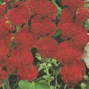 ALCEA rosea Chater's Double rouge