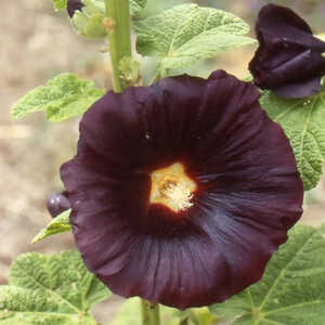 ALCEA rosea 'Nigra'