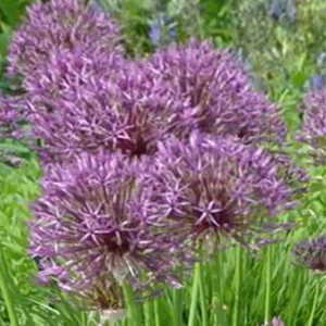 ALLIUM aflatunense 'Purple Rain'