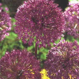 ALLIUM aflatunense 'Purple Sensation'