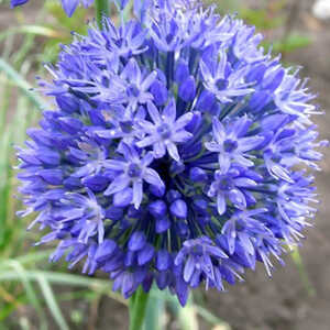 ALLIUM caeruleum