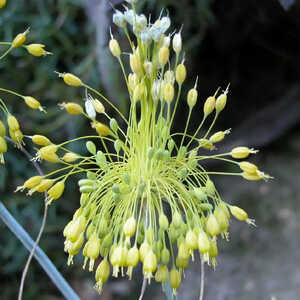 ALLIUM flavum (lot de 3)