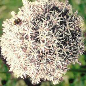 ALLIUM 'Mont Blanc'