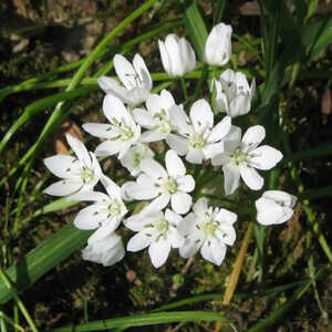 ALLIUM neapolitanum (lot de 10)