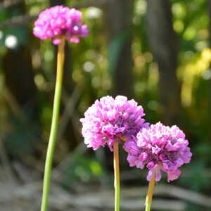 ALLIUM schoenoprasum