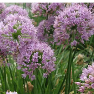 ALLIUM senescens ssp. senescens