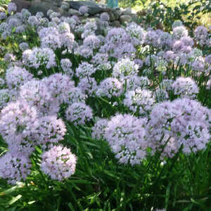 ALLIUM 'Summer Beauty'