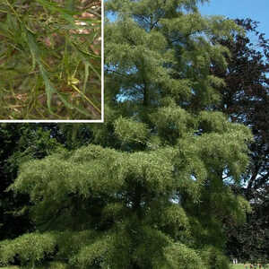 ALNUS glutinosa 'Imperialis'