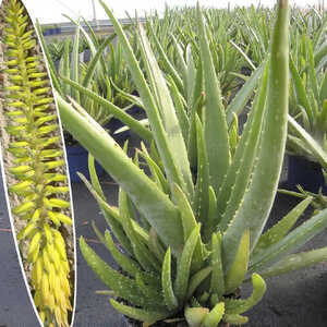 ALOE vera