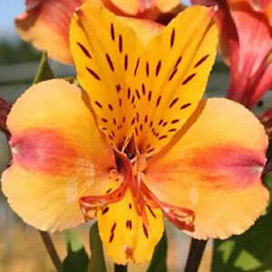 ALSTROEMERIA 'Anjou'