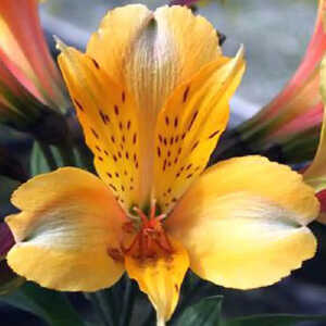 ALSTROEMERIA 'Antoine'�