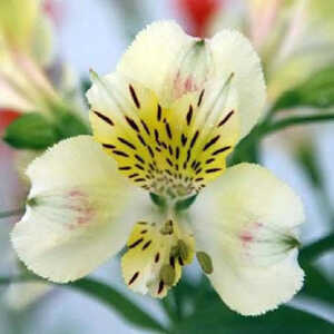 ALSTROEMERIA 'Briançon'®