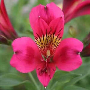 ALSTROEMERIA 'Catherine'