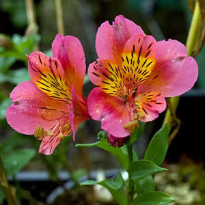 ALSTROEMERIA 'Cahors'