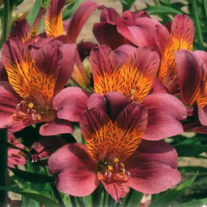 ALSTROEMERIA 'C�r�s'