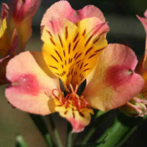 ALSTROEMERIA 'Chartren�'