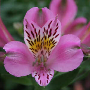 ALSTROEMERIA 'Charles'