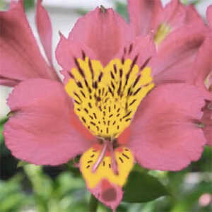 ALSTROEMERIA Clémentine®