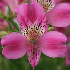ALSTROEMERIA ‘Edouard’