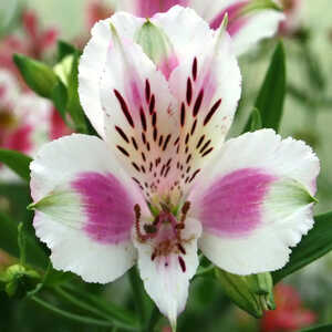 ALSTROEMERIA 'Fouger�'�