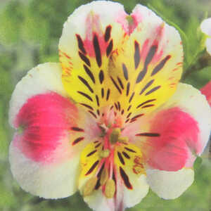 ALSTROEMERIA 'Gée'
