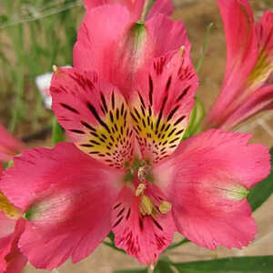 ALSTROEMERIA 'Isabelle'