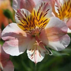 ALSTROEMERIA 'Junon'